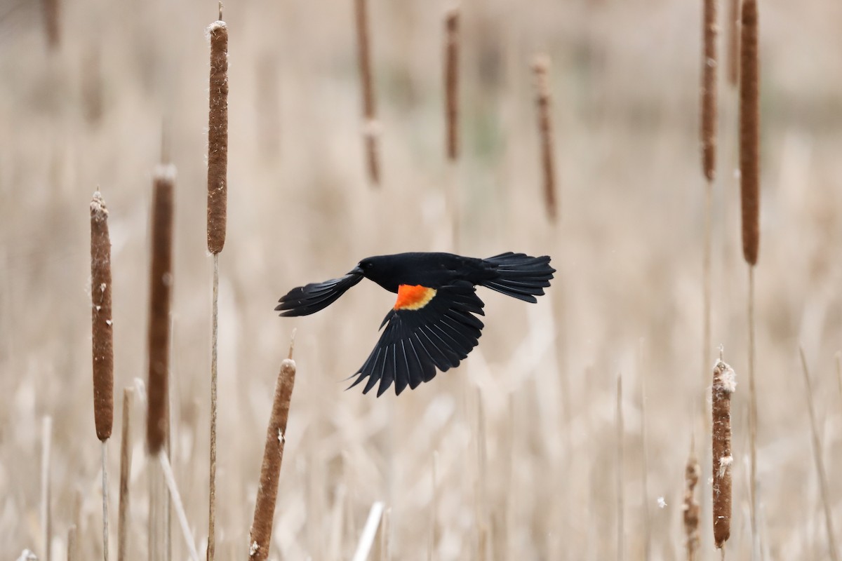 Red-winged Blackbird - ML635205730