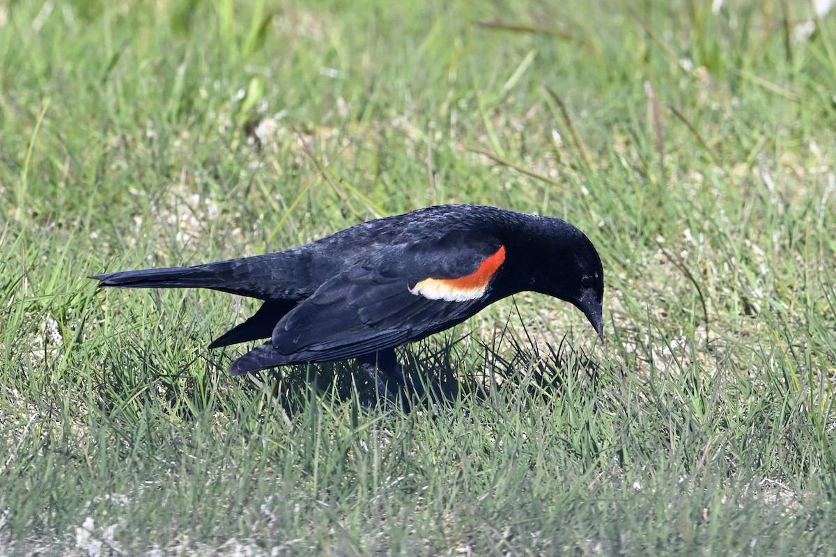Red-winged Blackbird - ML635205985