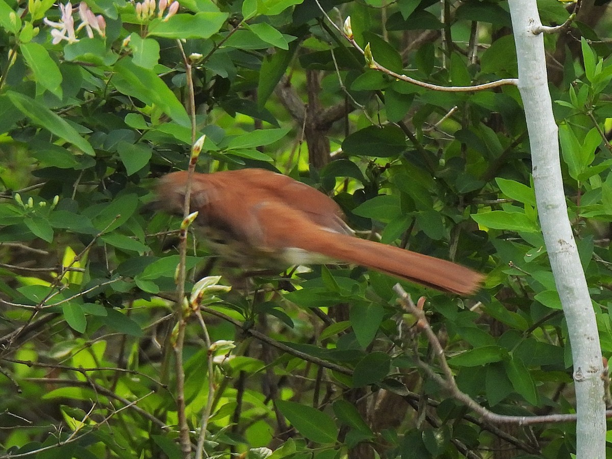 Brown Thrasher - ML635206035