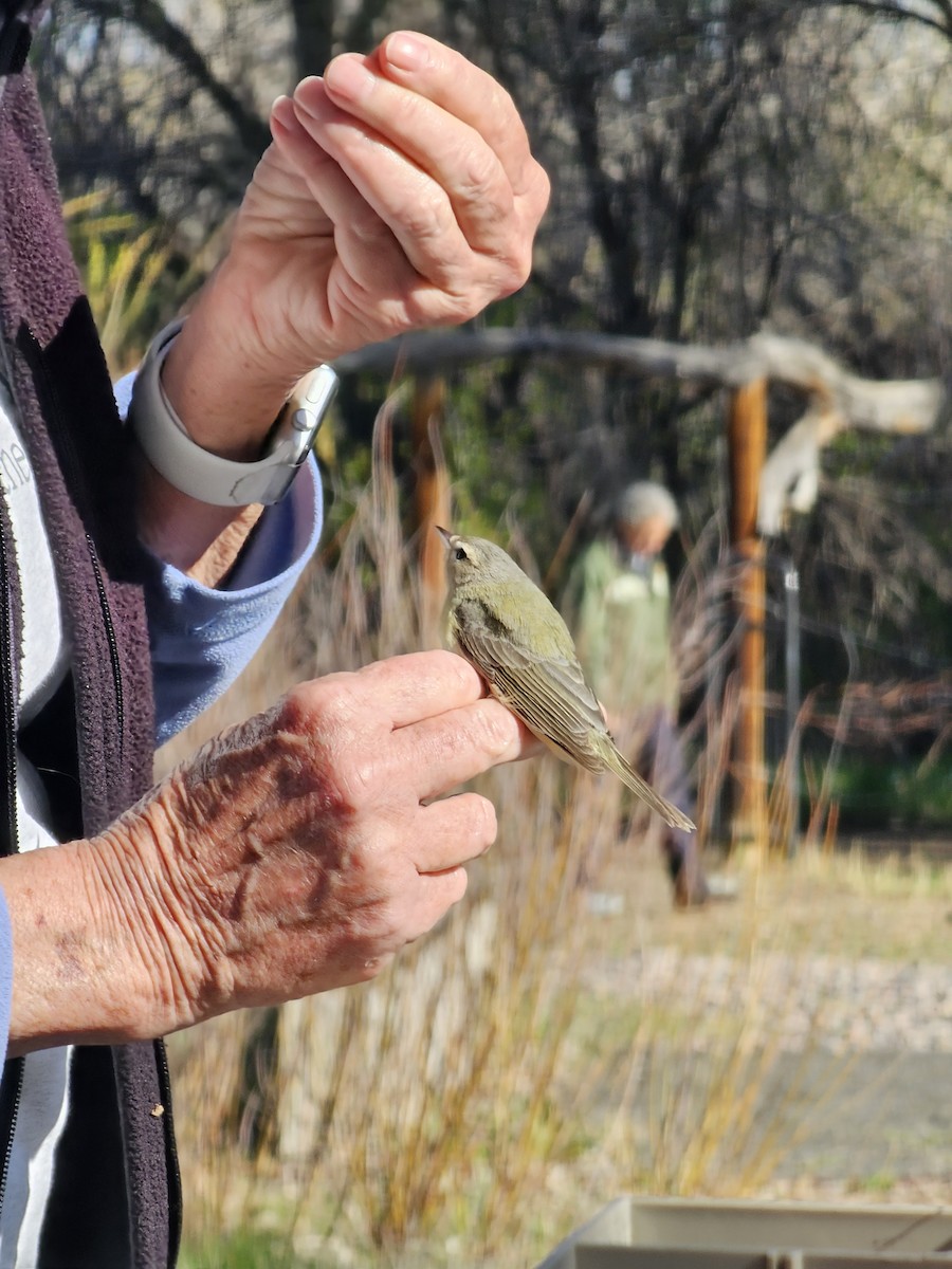 Western Warbling Vireo - ML635206062