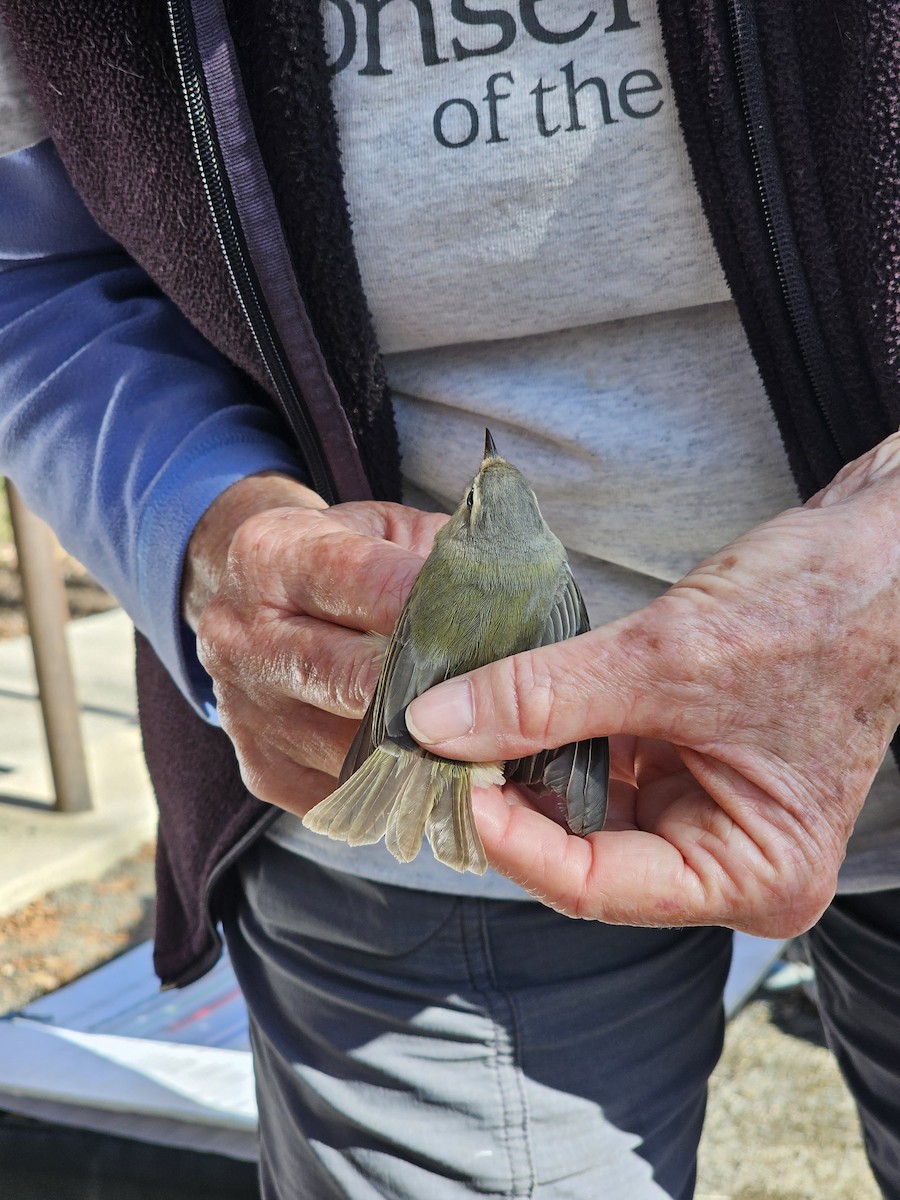 Western Warbling Vireo - ML635206063