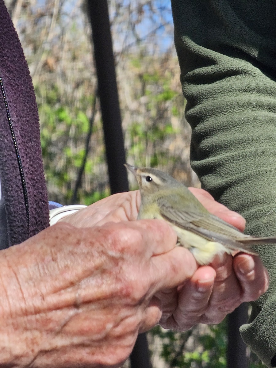 Western Warbling Vireo - ML635206064