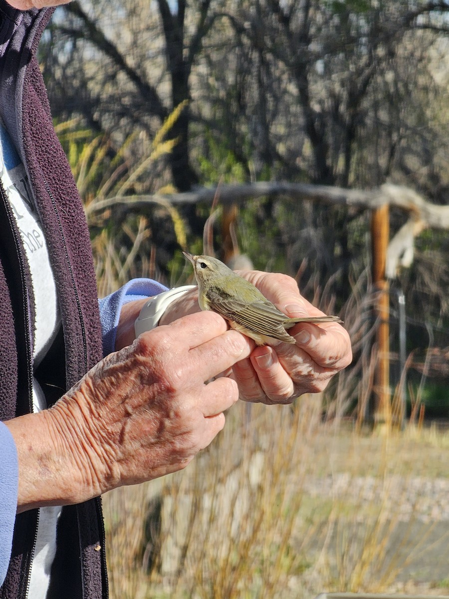 Western Warbling Vireo - ML635206065