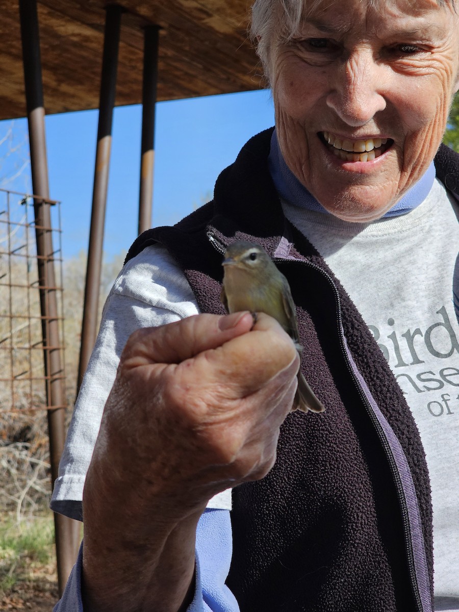 Western Warbling Vireo - ML635206066