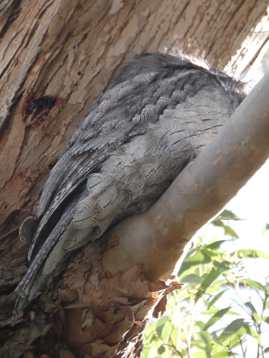 Tawny Frogmouth - ML635206284
