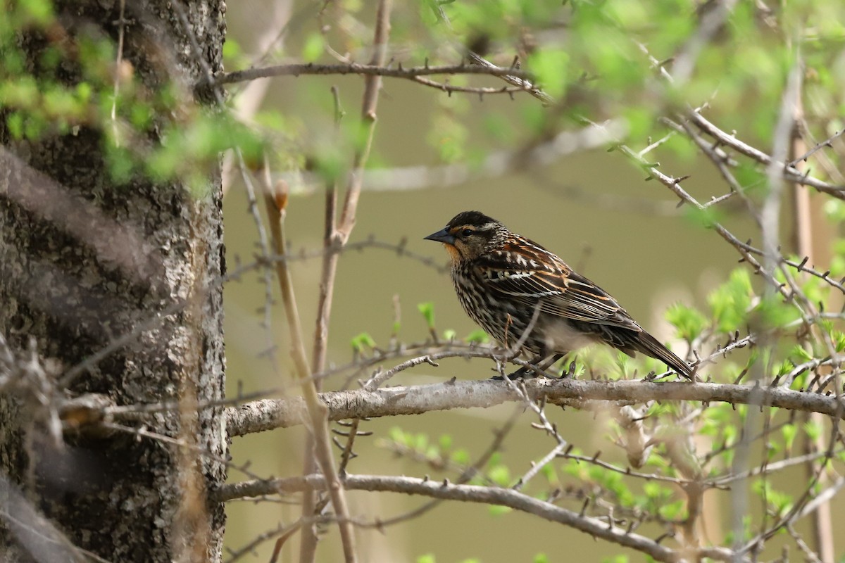 Red-winged Blackbird - ML635206300