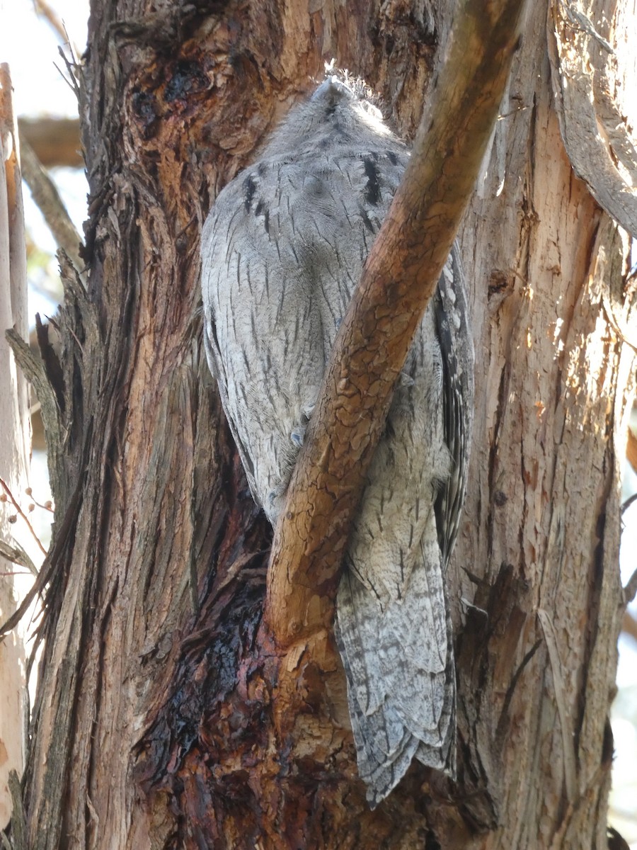 Tawny Frogmouth - ML635206401