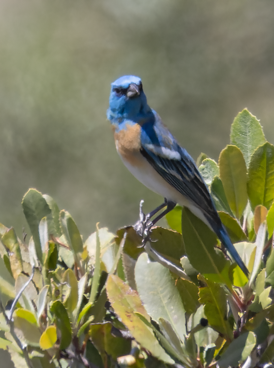 Lazuli Bunting - ML635206439