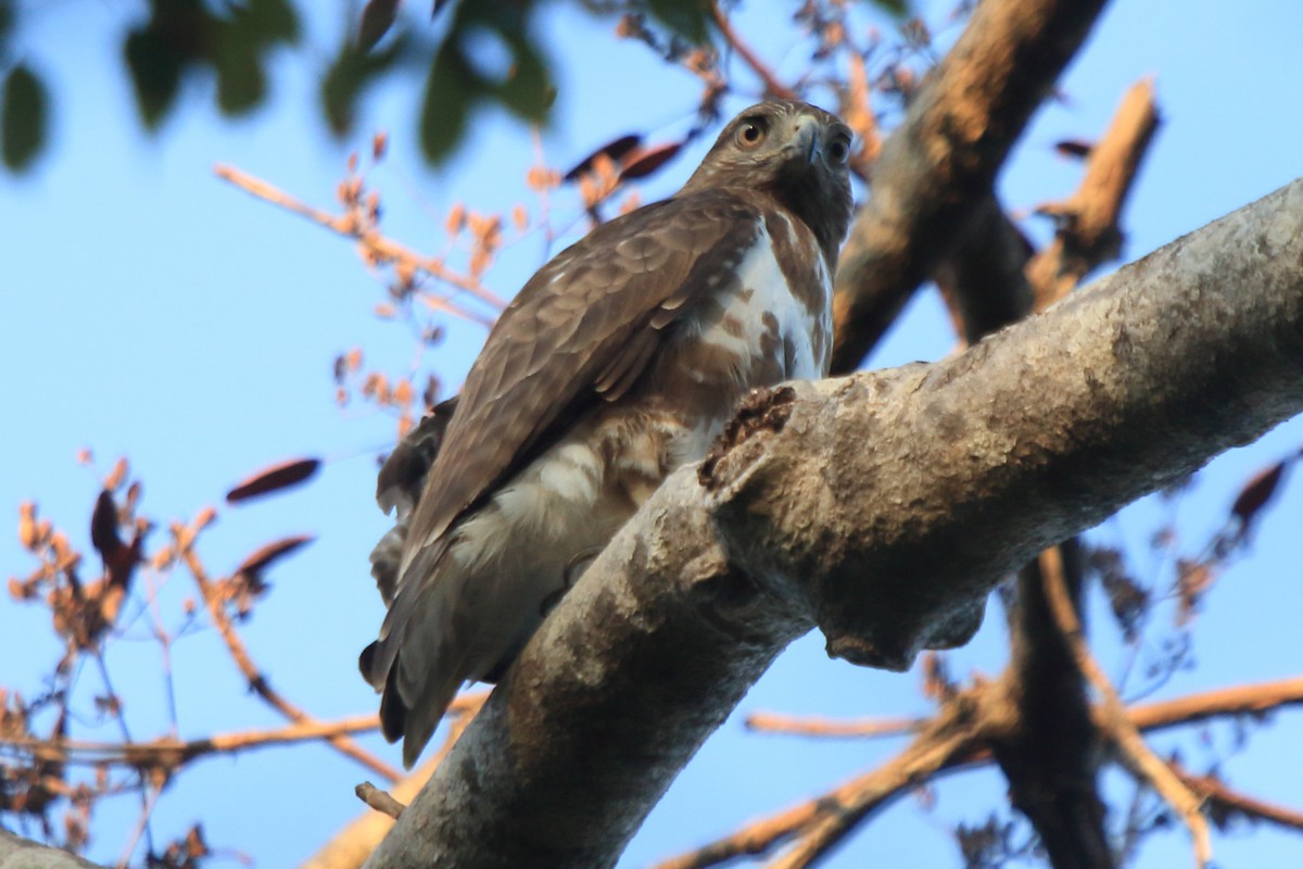 Madagascar Buzzard - ML635206553