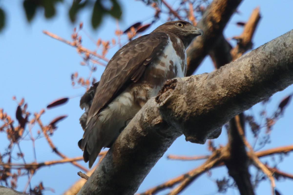 Madagascar Buzzard - ML635206556