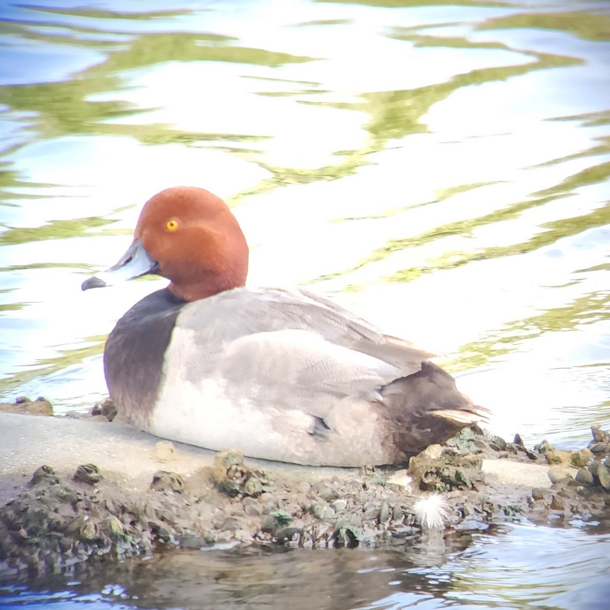 Redhead - ML635206592