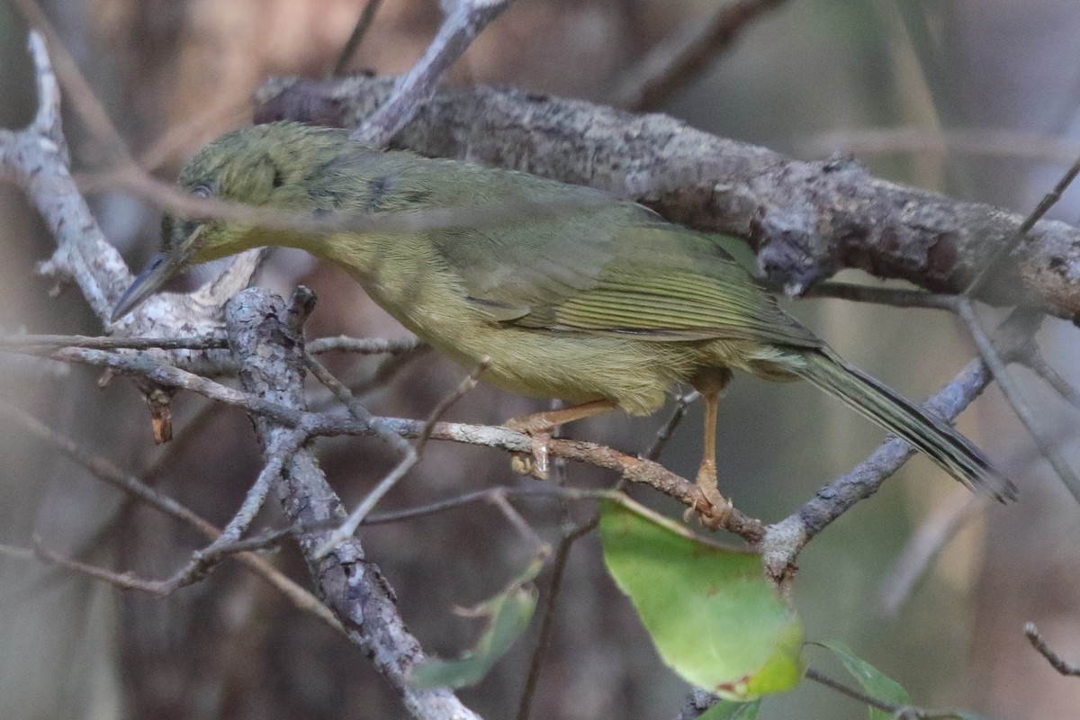 Long-billed Bernieria - ML635206606