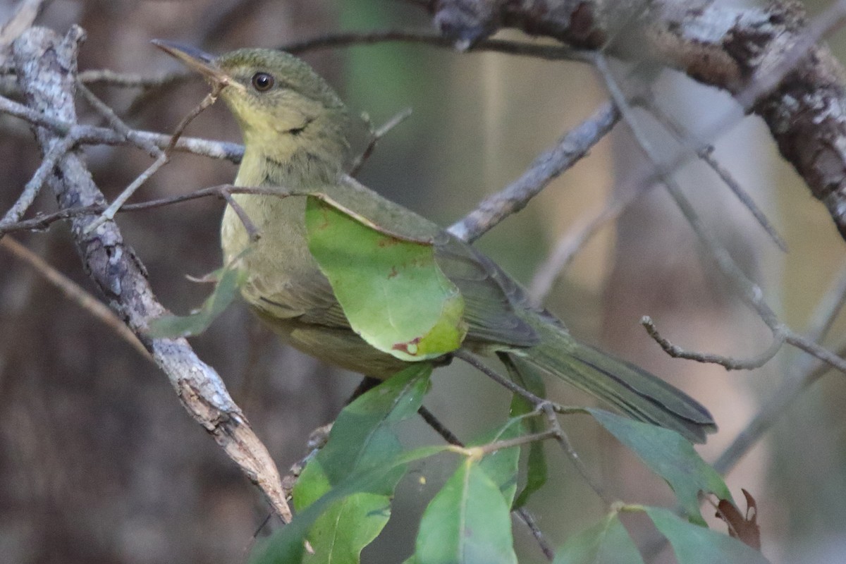Long-billed Bernieria - ML635206609