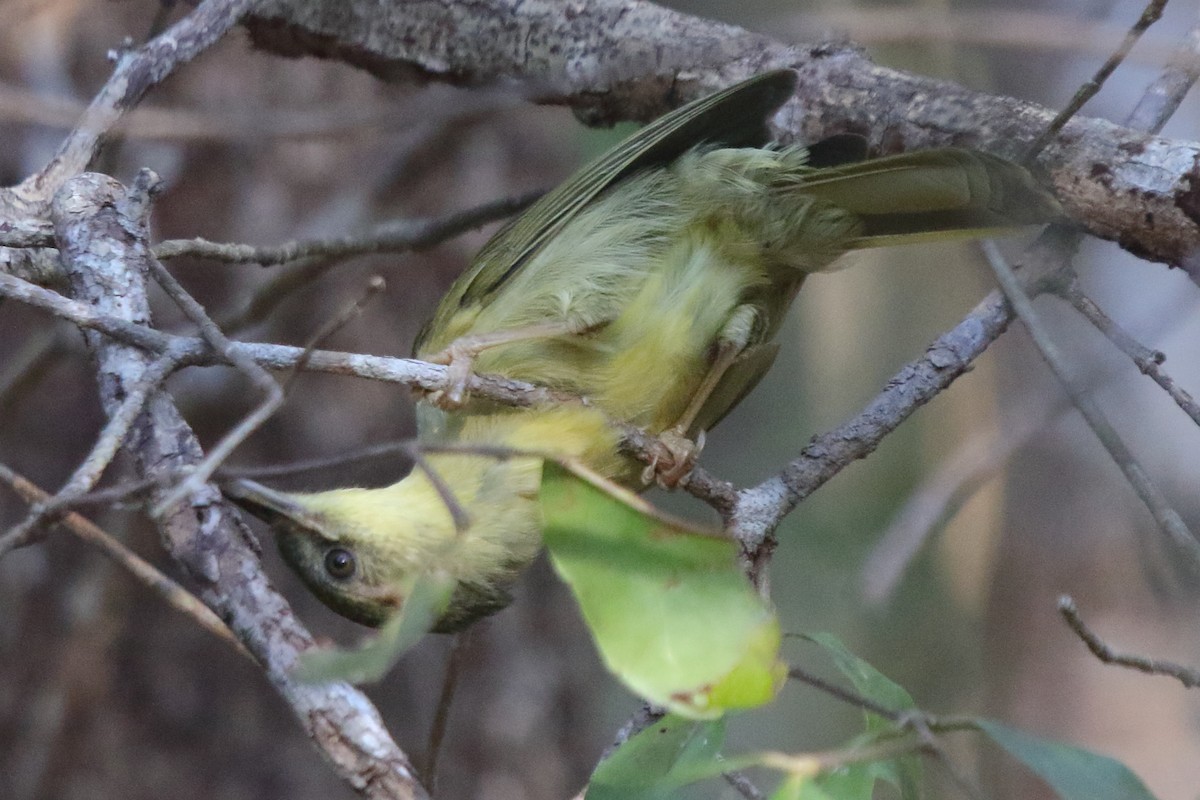 Long-billed Bernieria - ML635206611