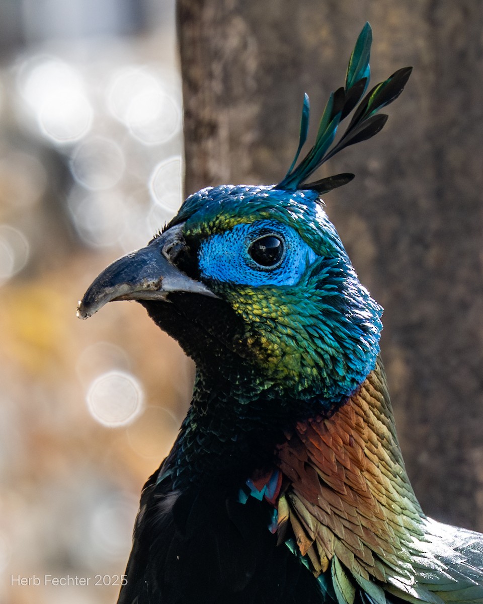 Himalayan Monal - ML635206722