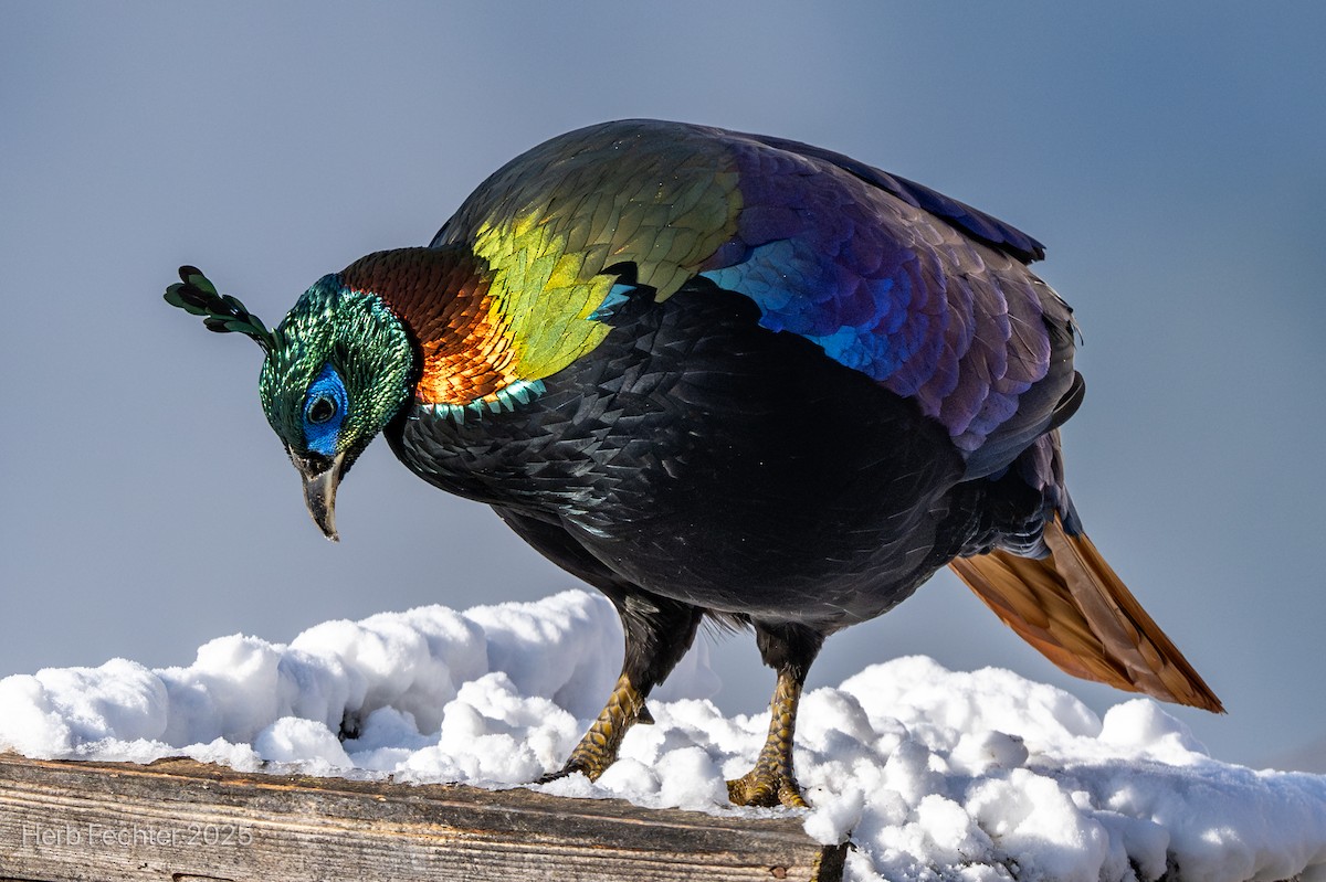 Himalayan Monal - ML635206723