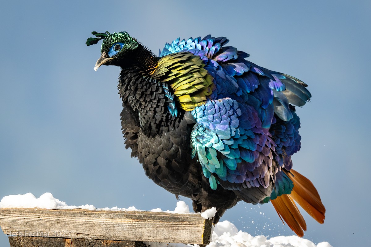 Himalayan Monal - ML635206724