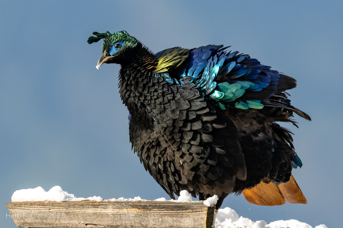 Himalayan Monal - ML635206726