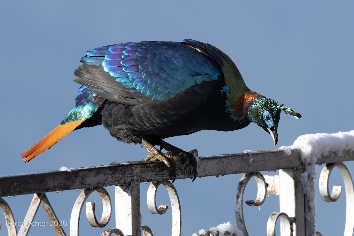 Himalayan Monal - ML635206727