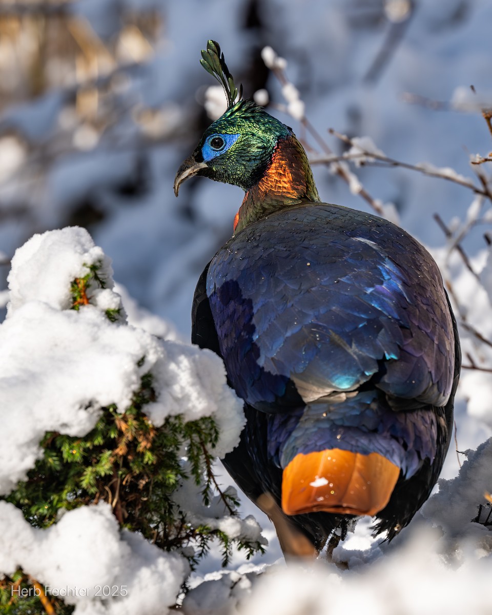 Himalayan Monal - ML635206728