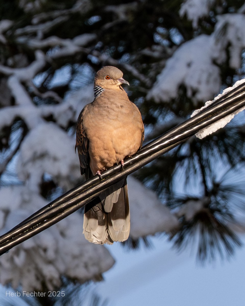 Snow Pigeon - ML635206751