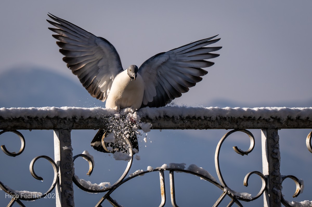 Snow Pigeon - ML635206753