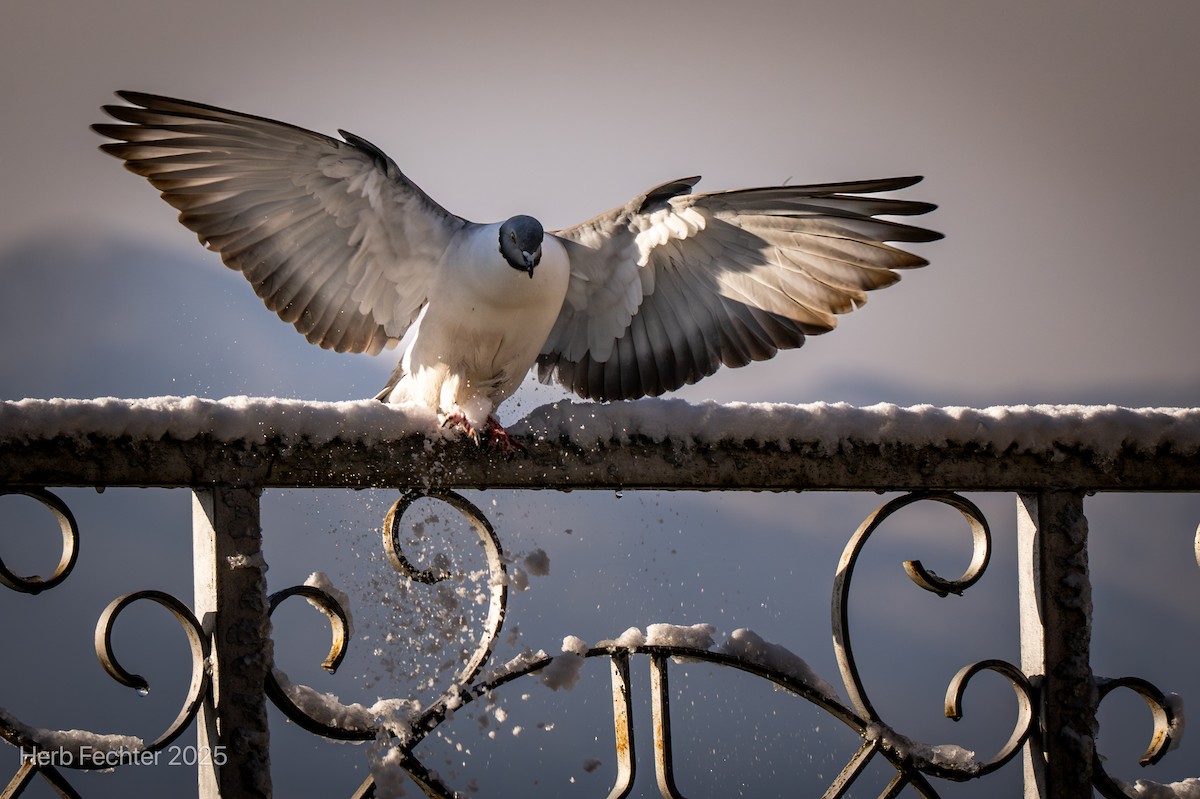 Snow Pigeon - ML635206754