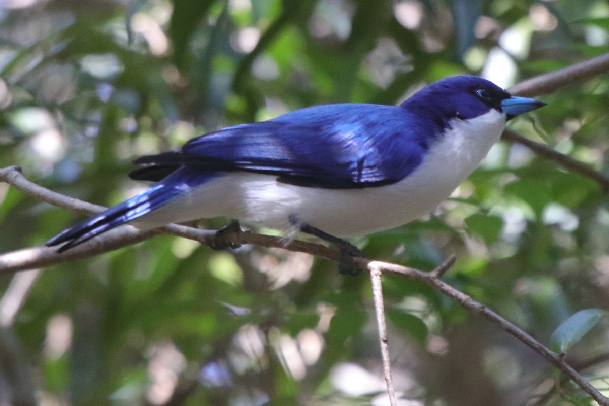 Madagascar Blue Vanga - ML635206773