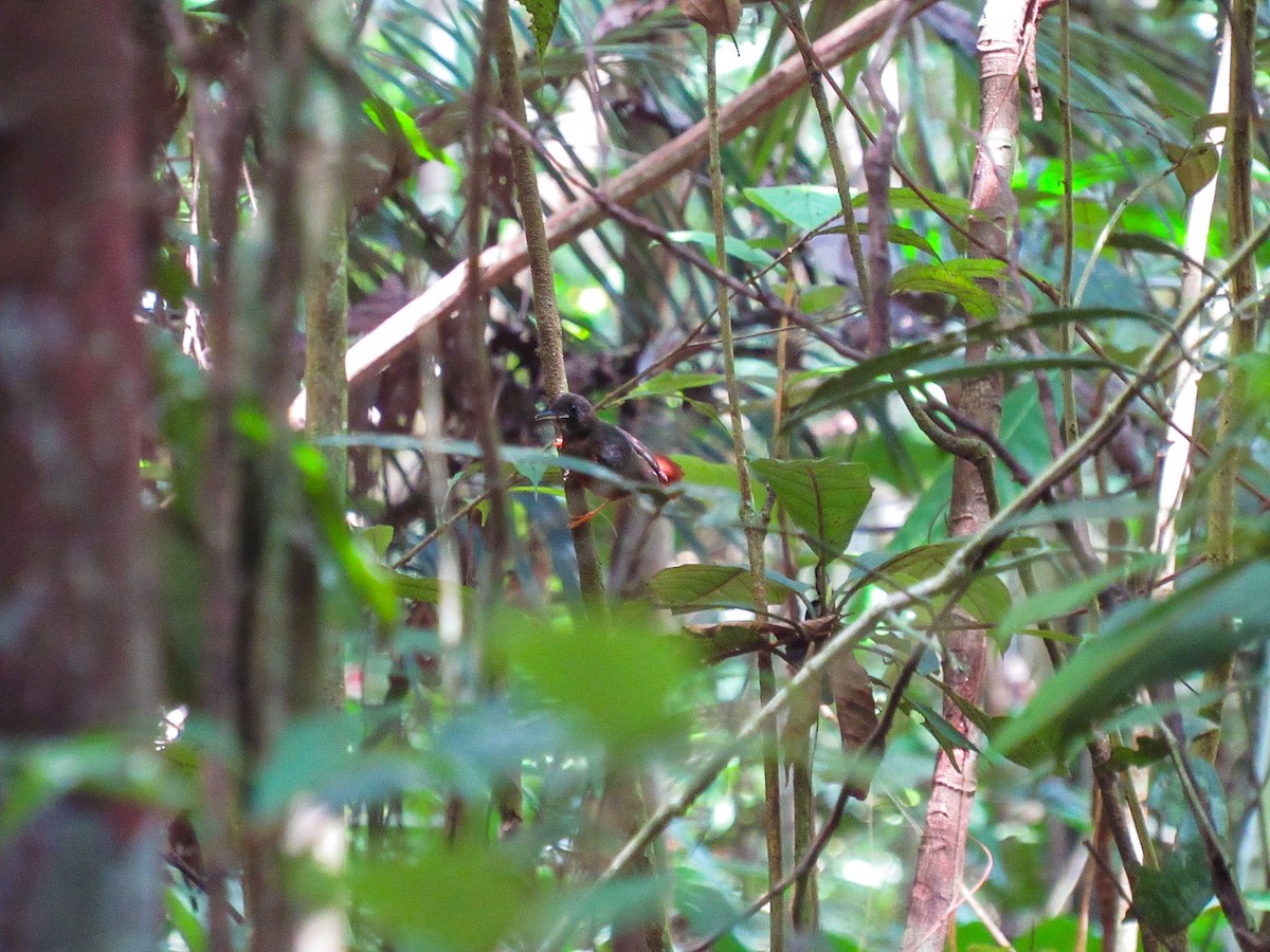 White-plumed Antbird - ML635206781