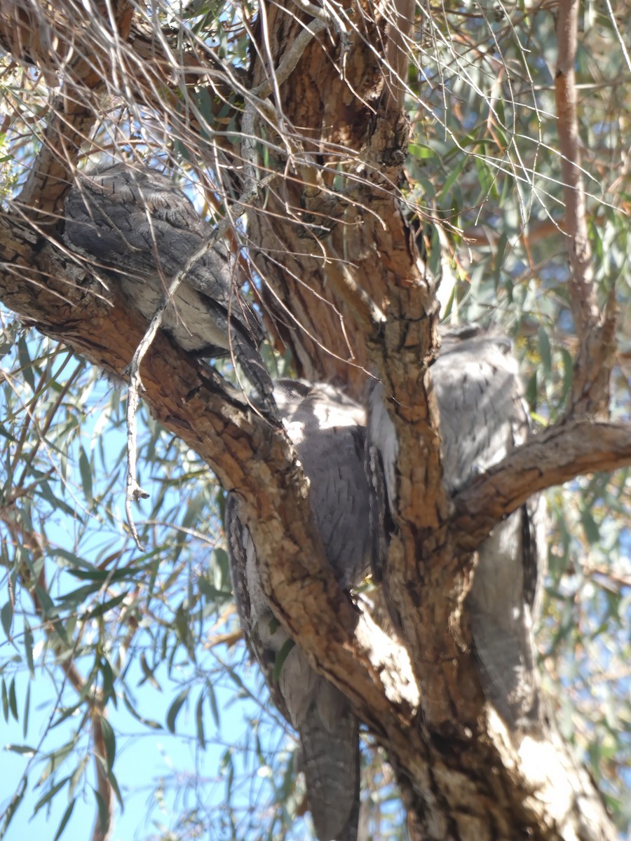 Tawny Frogmouth - ML635206795