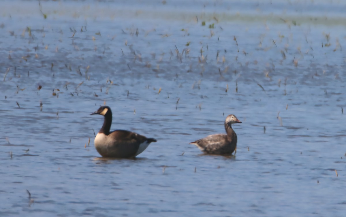 Snow Goose - ML635206929