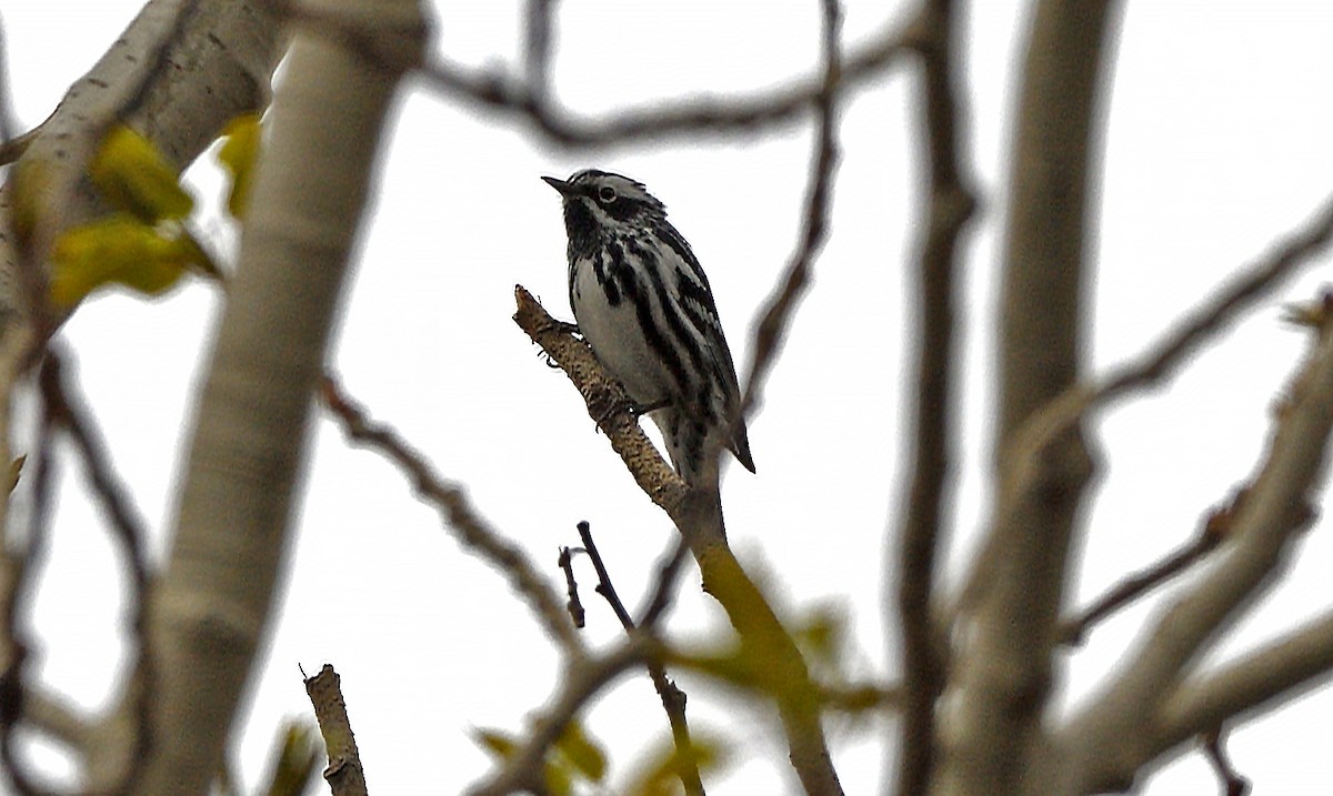 Black-and-white Warbler - ML635206979