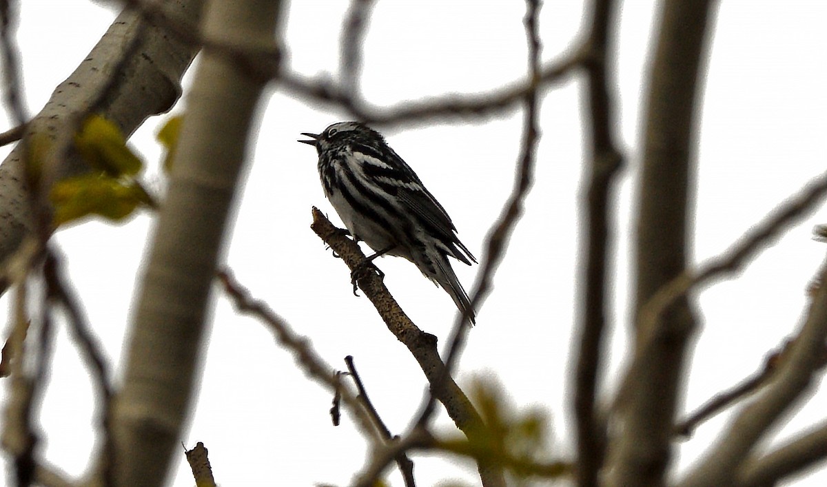 Black-and-white Warbler - ML635206980