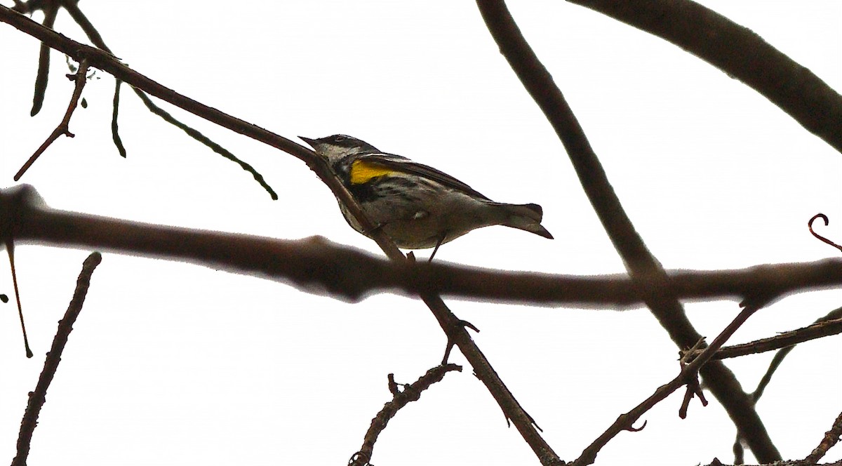 Yellow-rumped Warbler - ML635207070