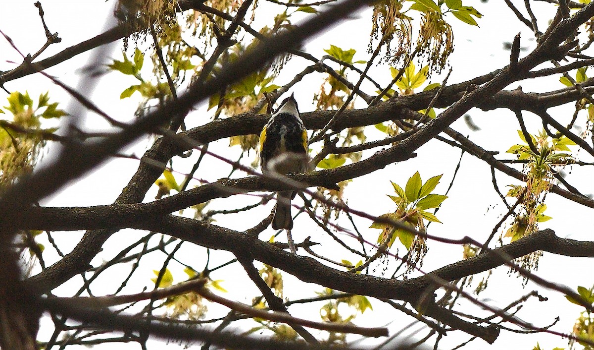Yellow-rumped Warbler - ML635207072