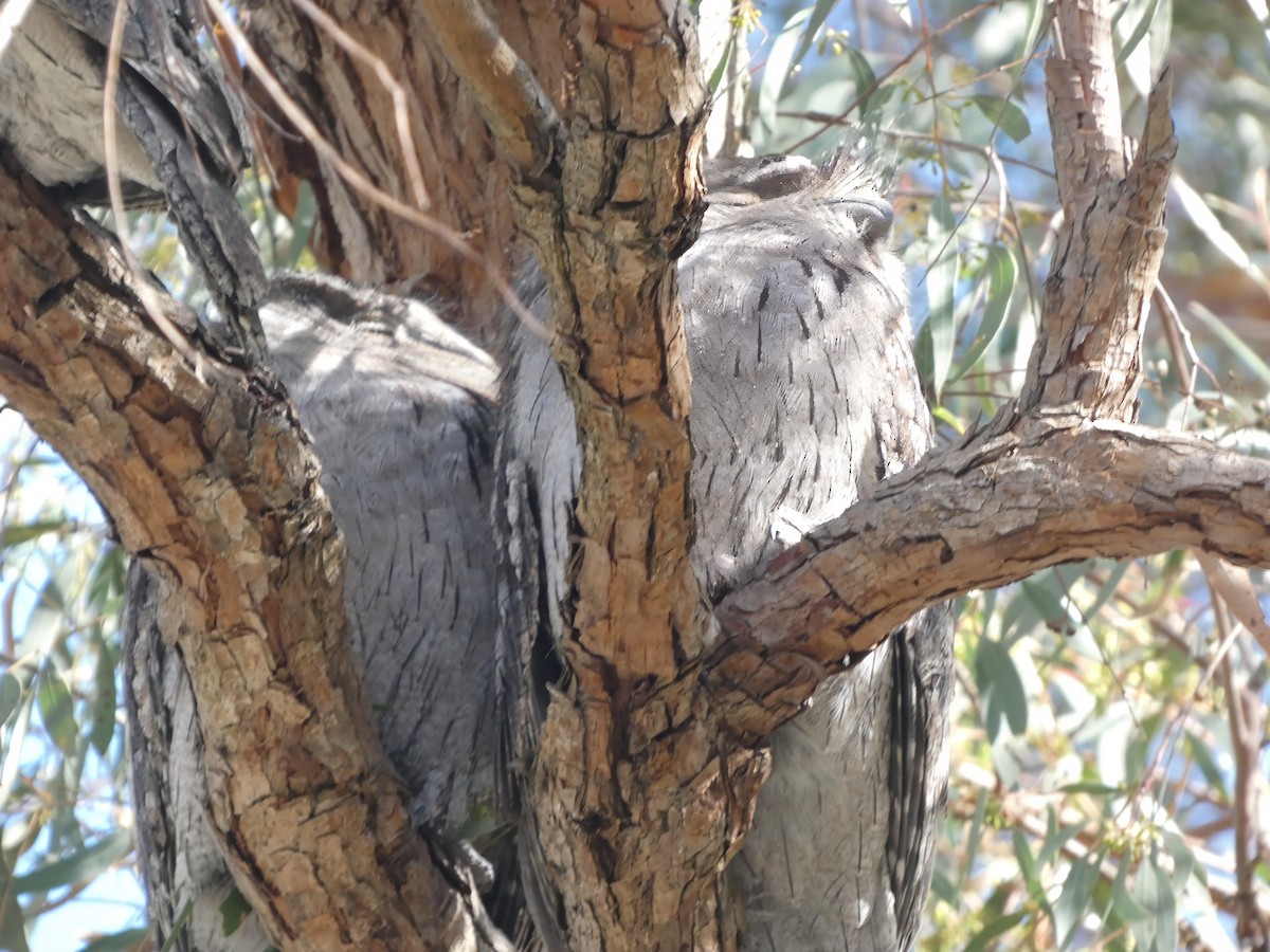 Tawny Frogmouth - ML635207137