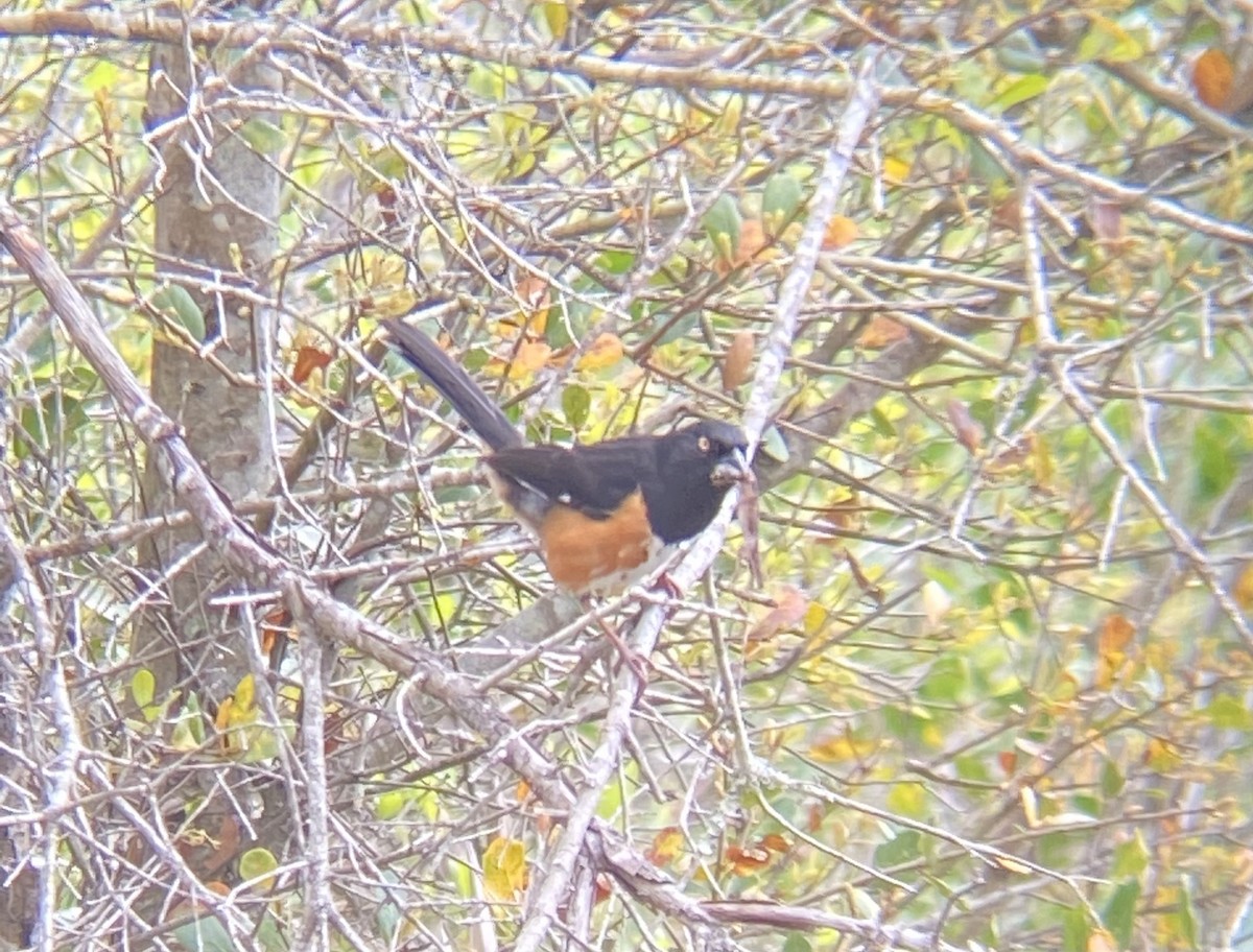 Eastern Towhee - ML635207183