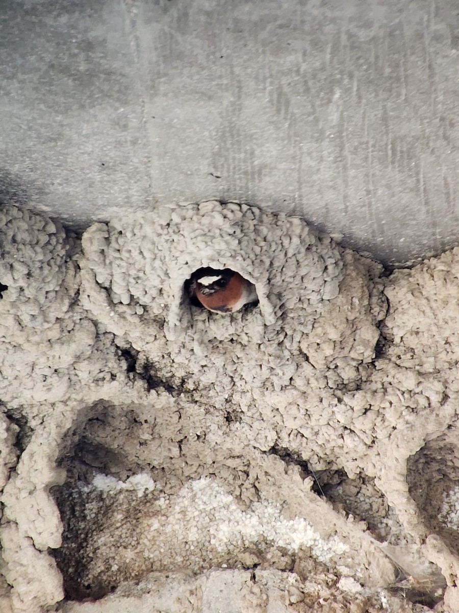 Cliff Swallow - ML635207195