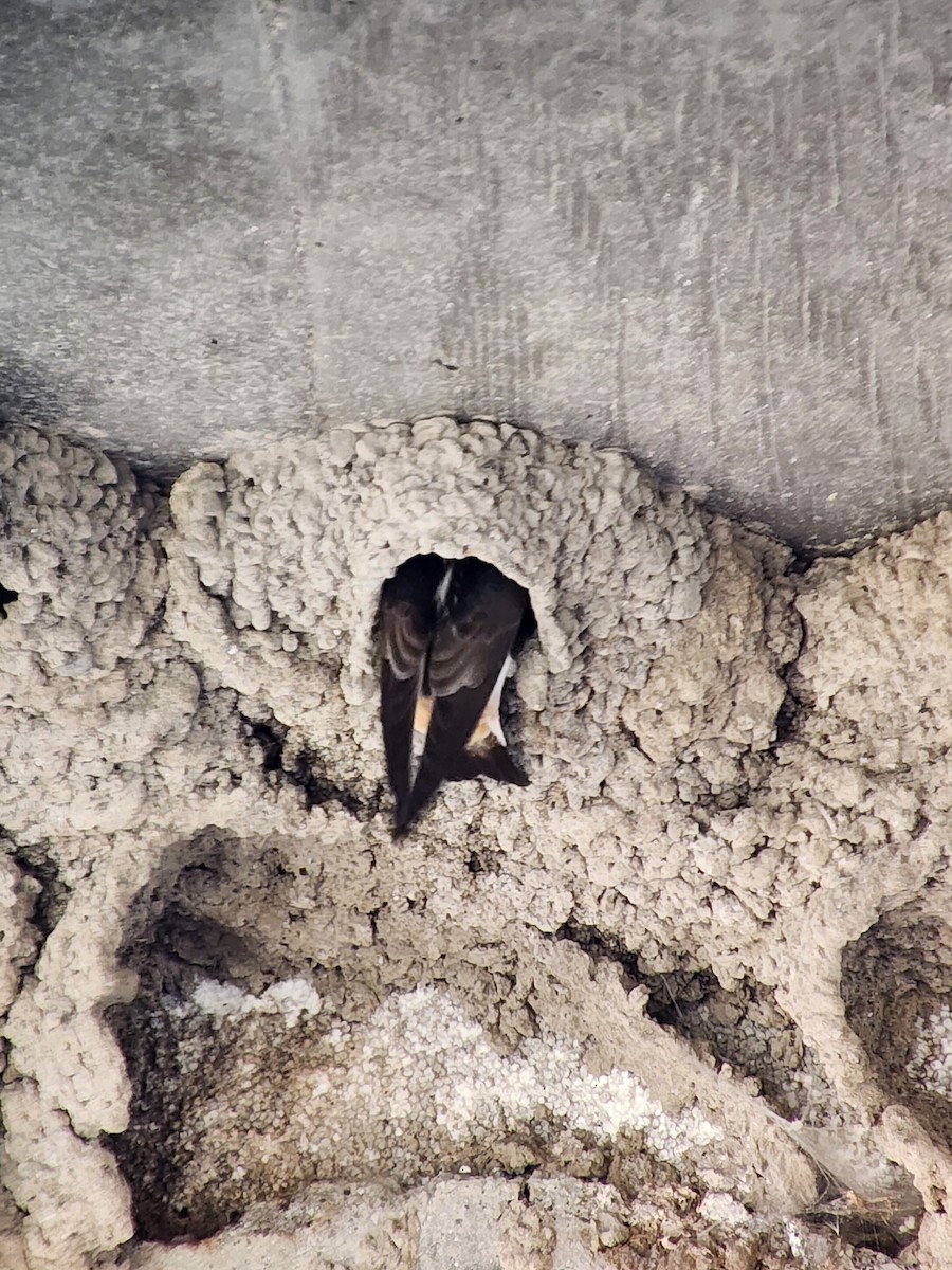 Cliff Swallow - ML635207196