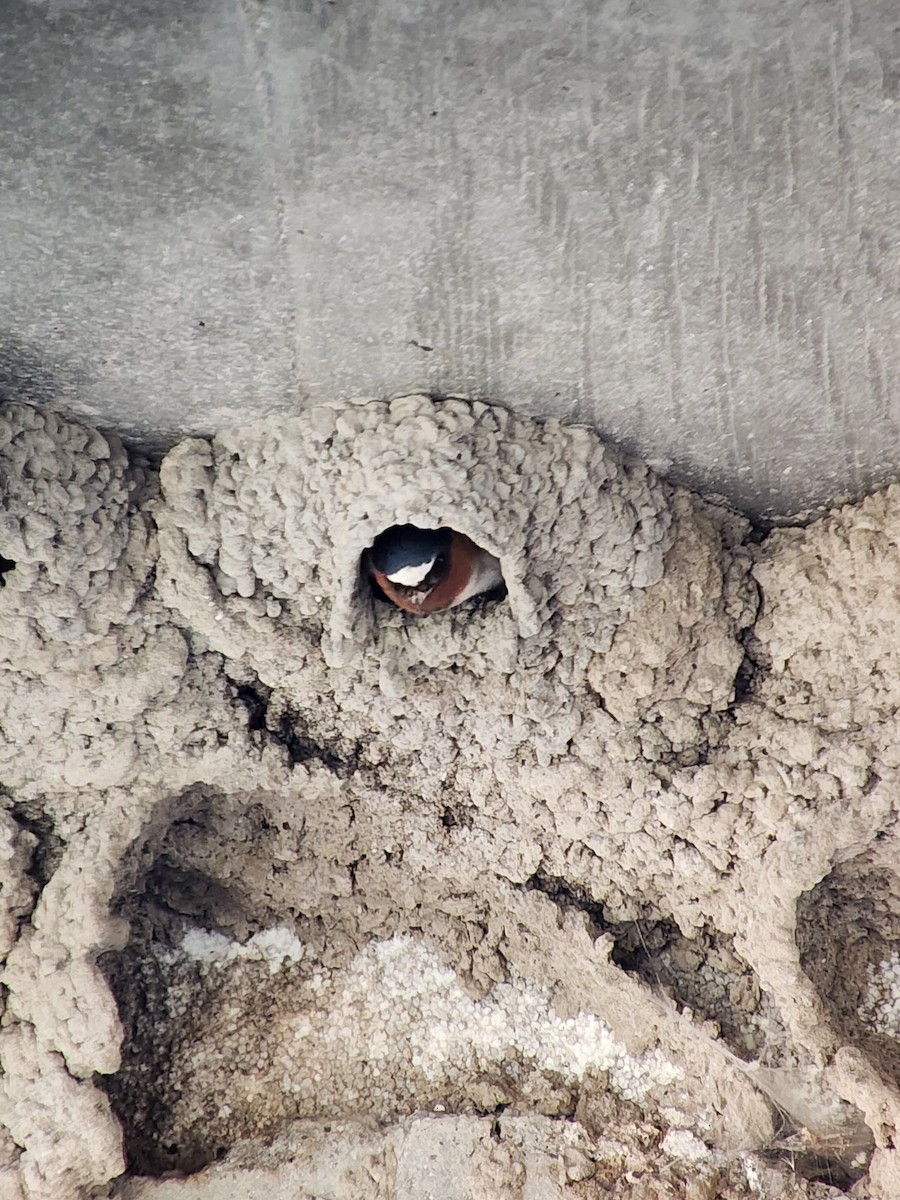 Cliff Swallow - ML635207198
