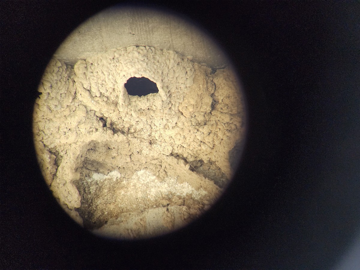 Cliff Swallow - ML635207200