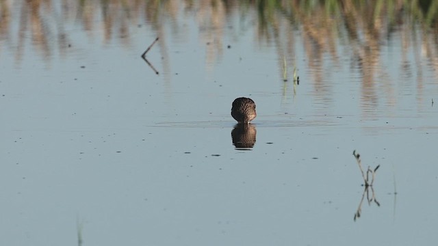 Bécassin à long bec - ML635207211