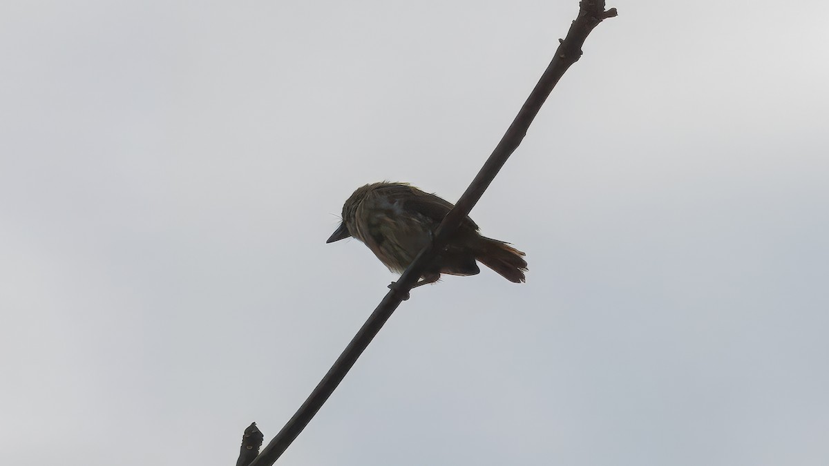 Speckled Tinkerbird - ML635207219