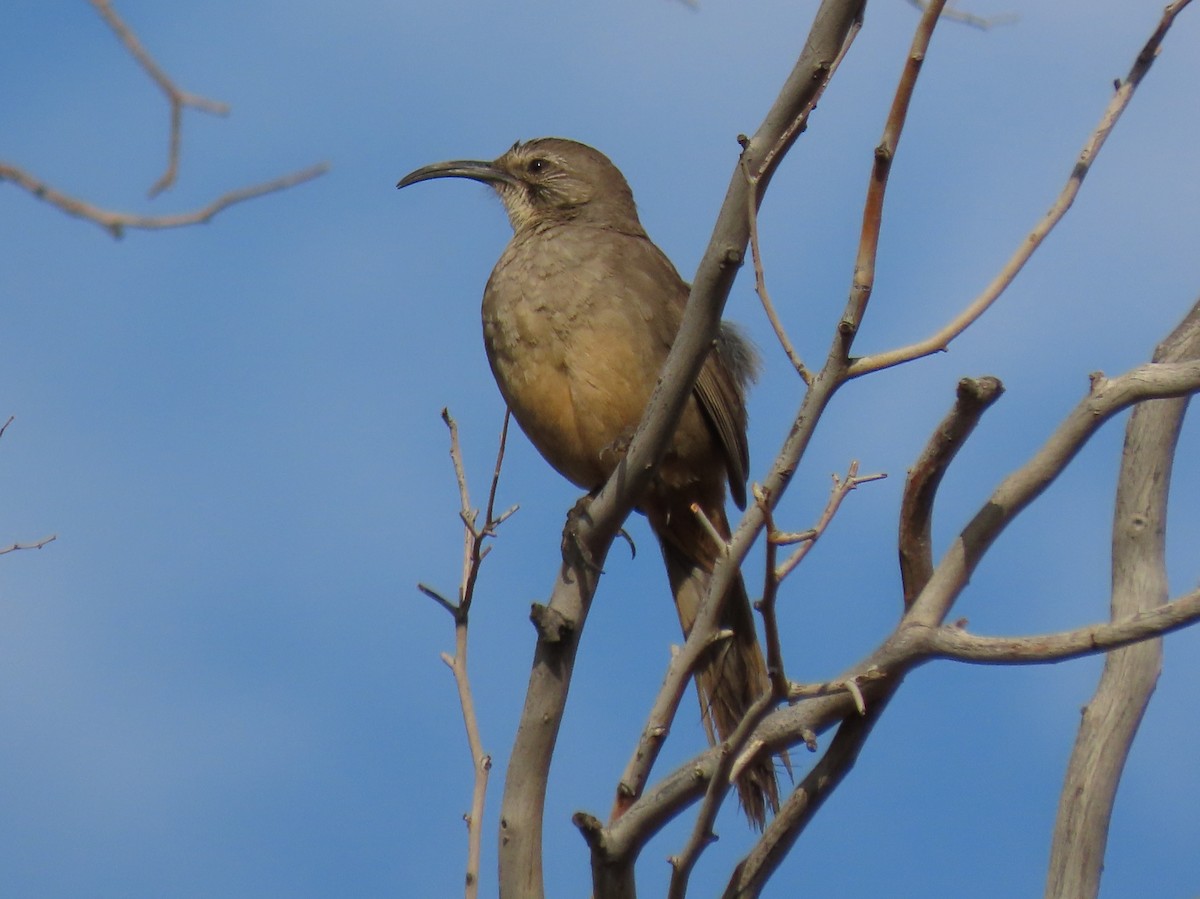 California Thrasher - ML635207227