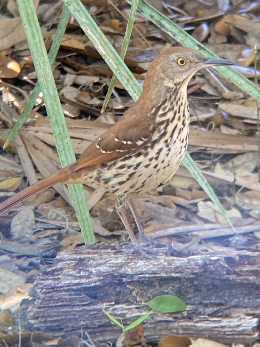 Brown Thrasher - ML635207252