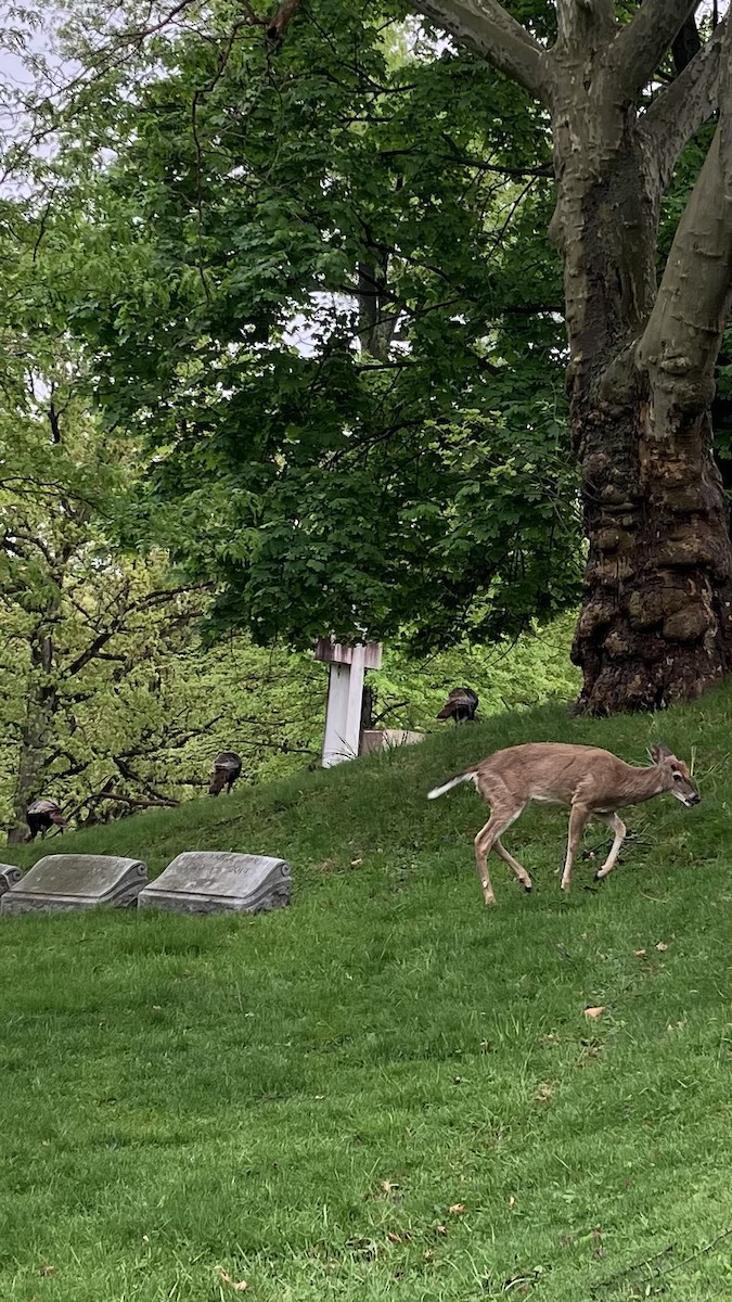 Wild Turkey - ML635207301