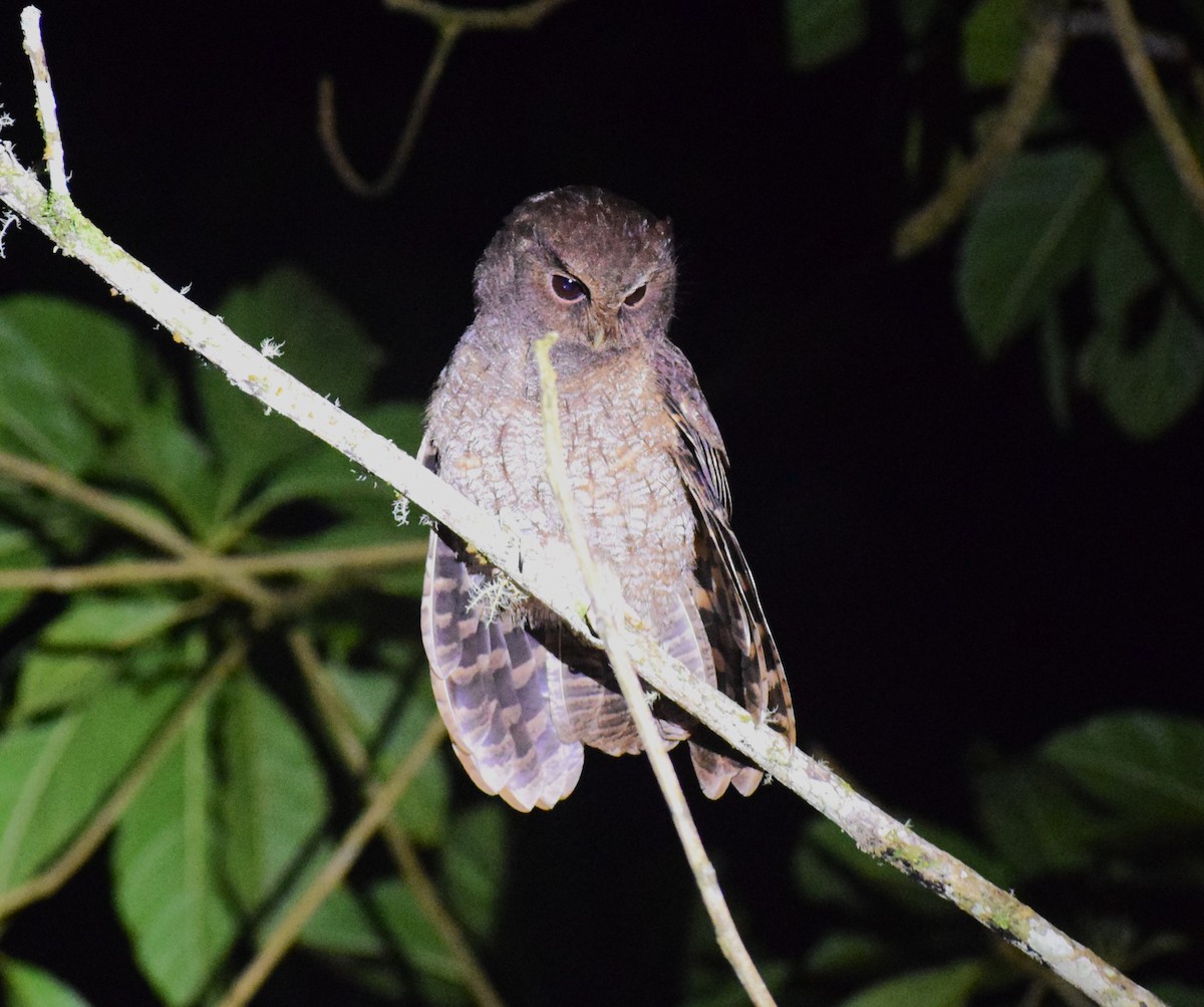Rufescent Screech-Owl - ML635207433