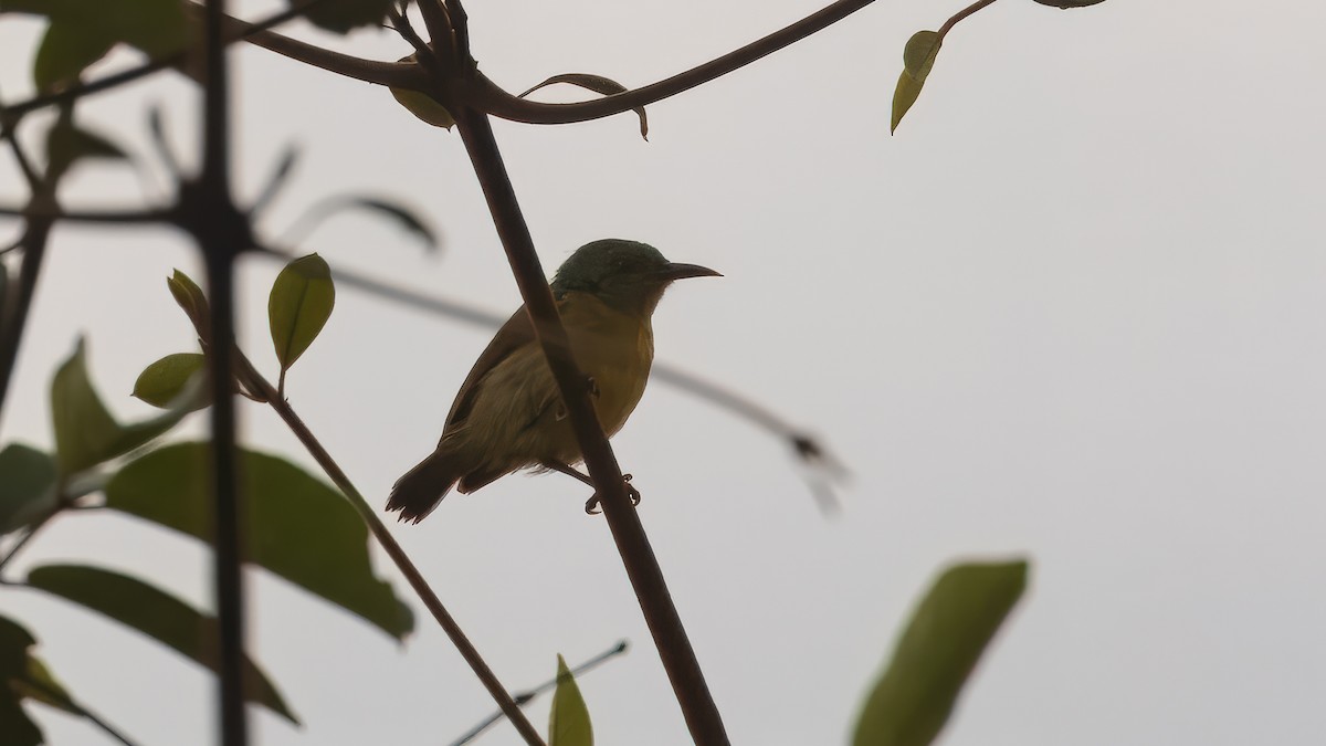 Collared Sunbird - ML635207588