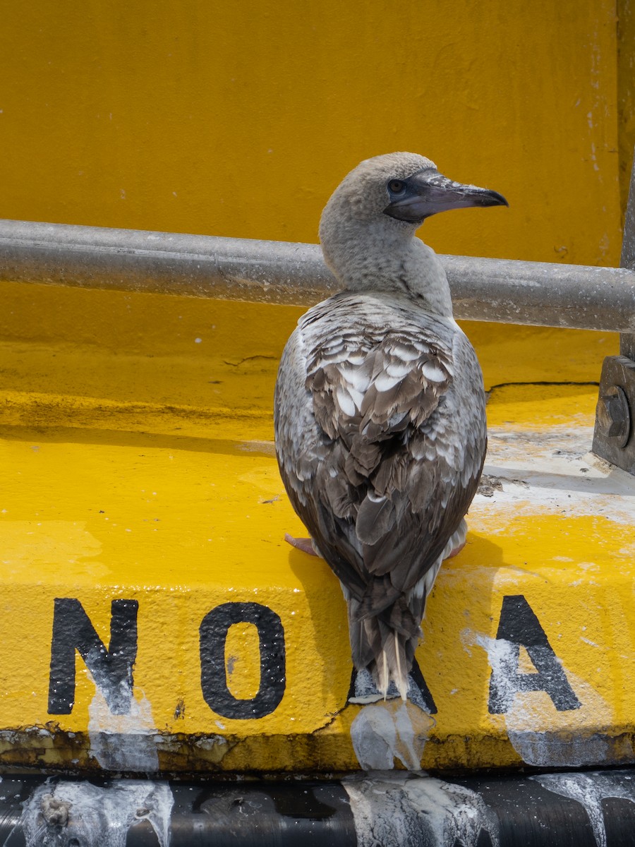 Red-footed Booby - ML635207882