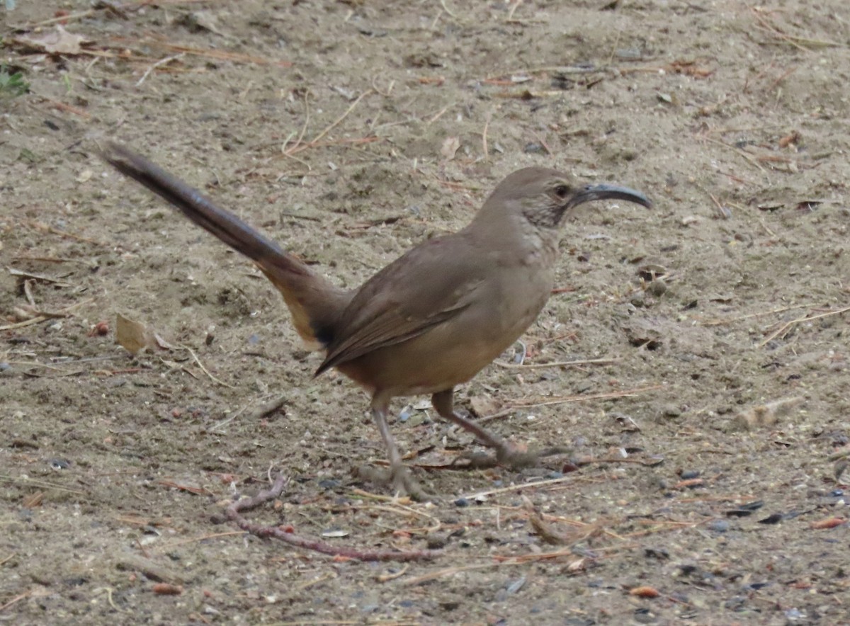 California Thrasher - ML635207984